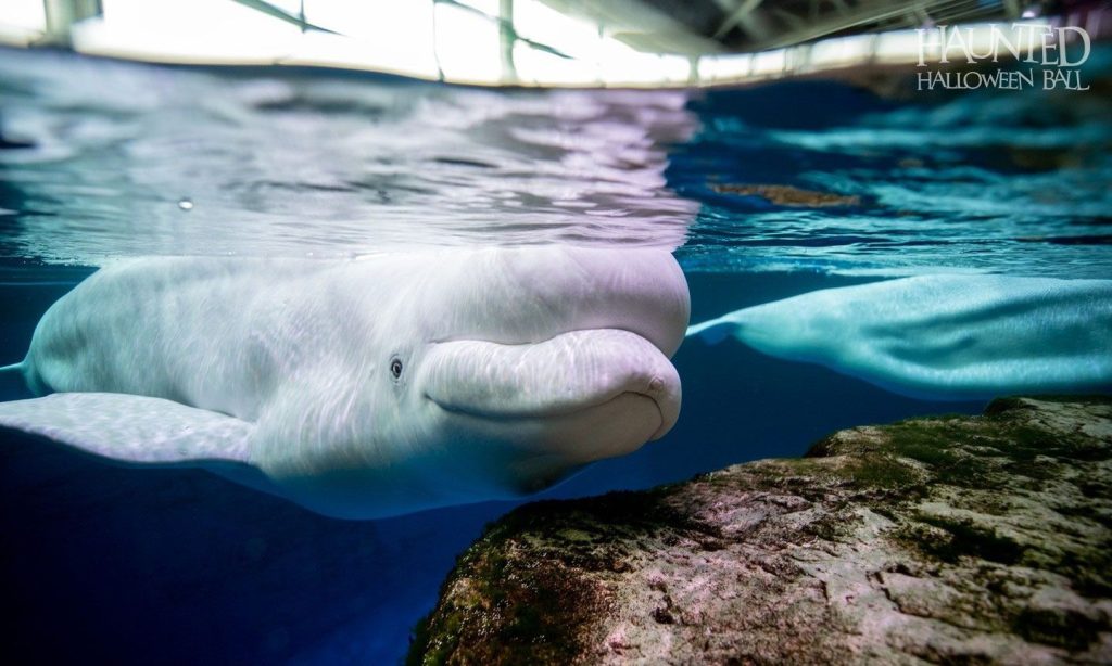 Shedd Aquarium
